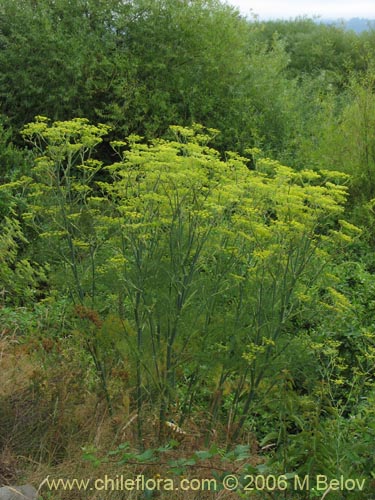 Bild von Foeniculum vulgare (Hinojo). Klicken Sie, um den Ausschnitt zu vergrössern.